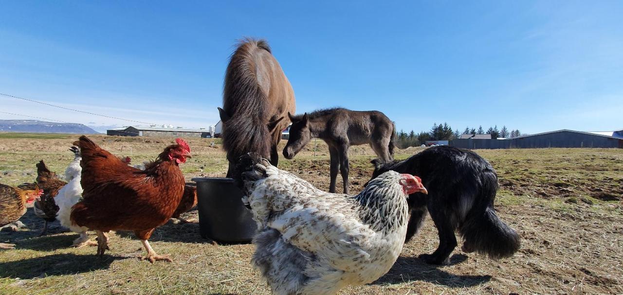 Farm stay Cora's House & Horses *