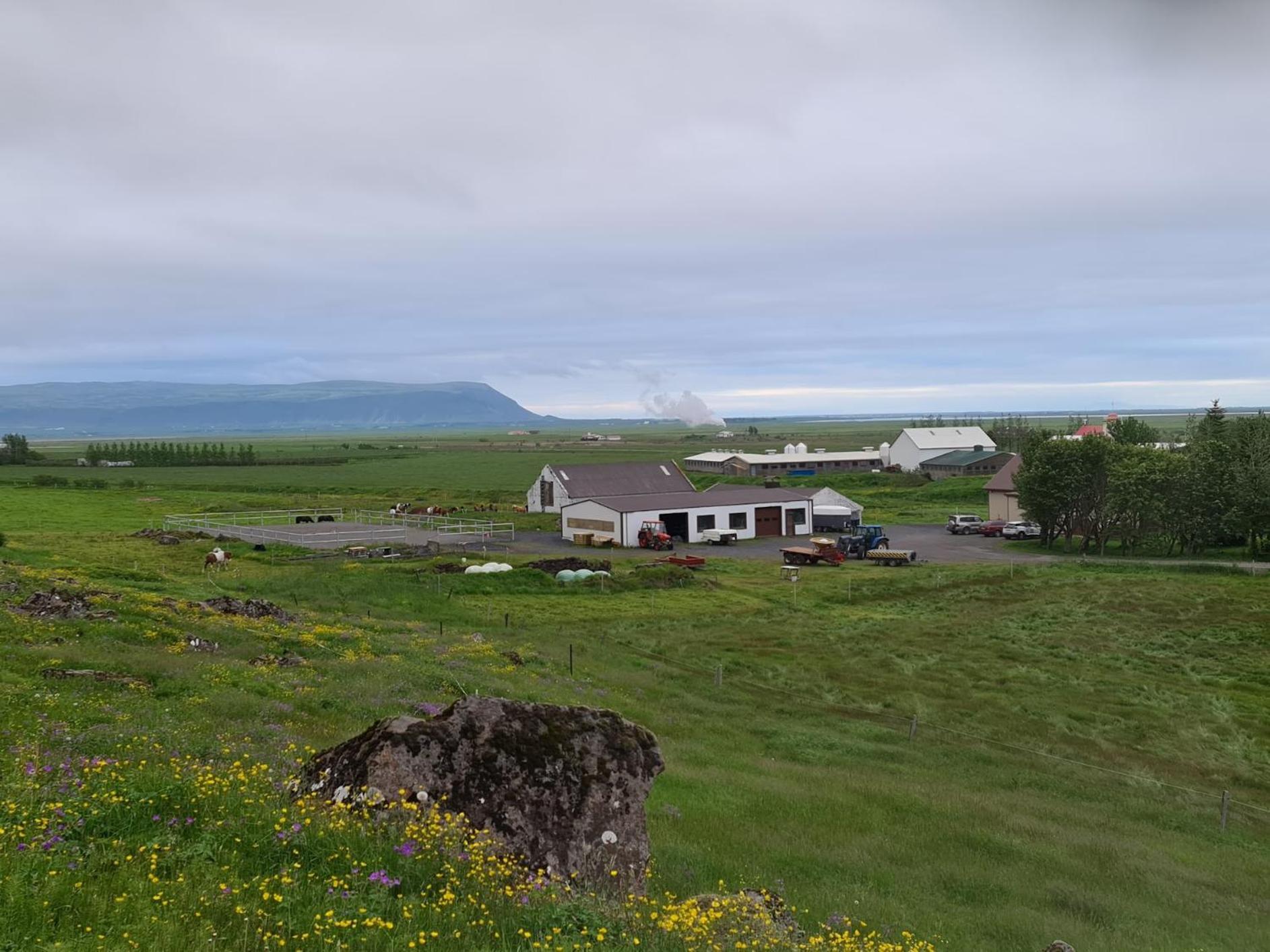 Farm stay Cora's House & Horses