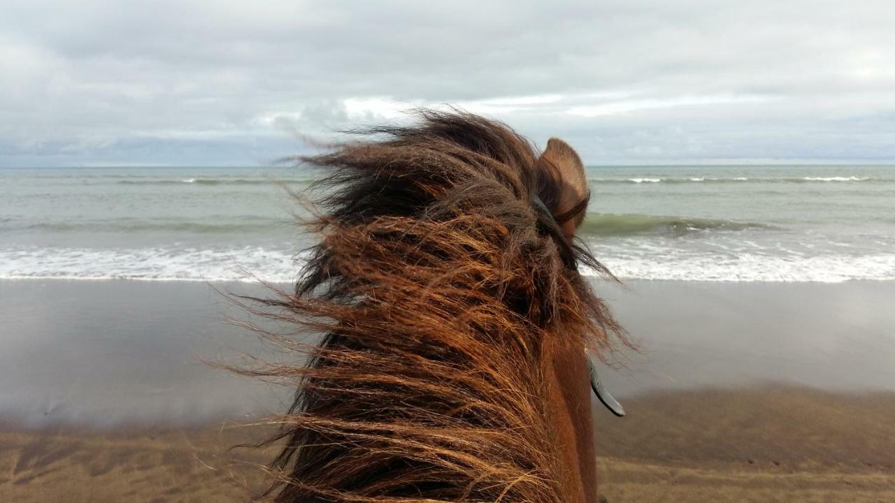 Cora's House & Horses Farm stay *