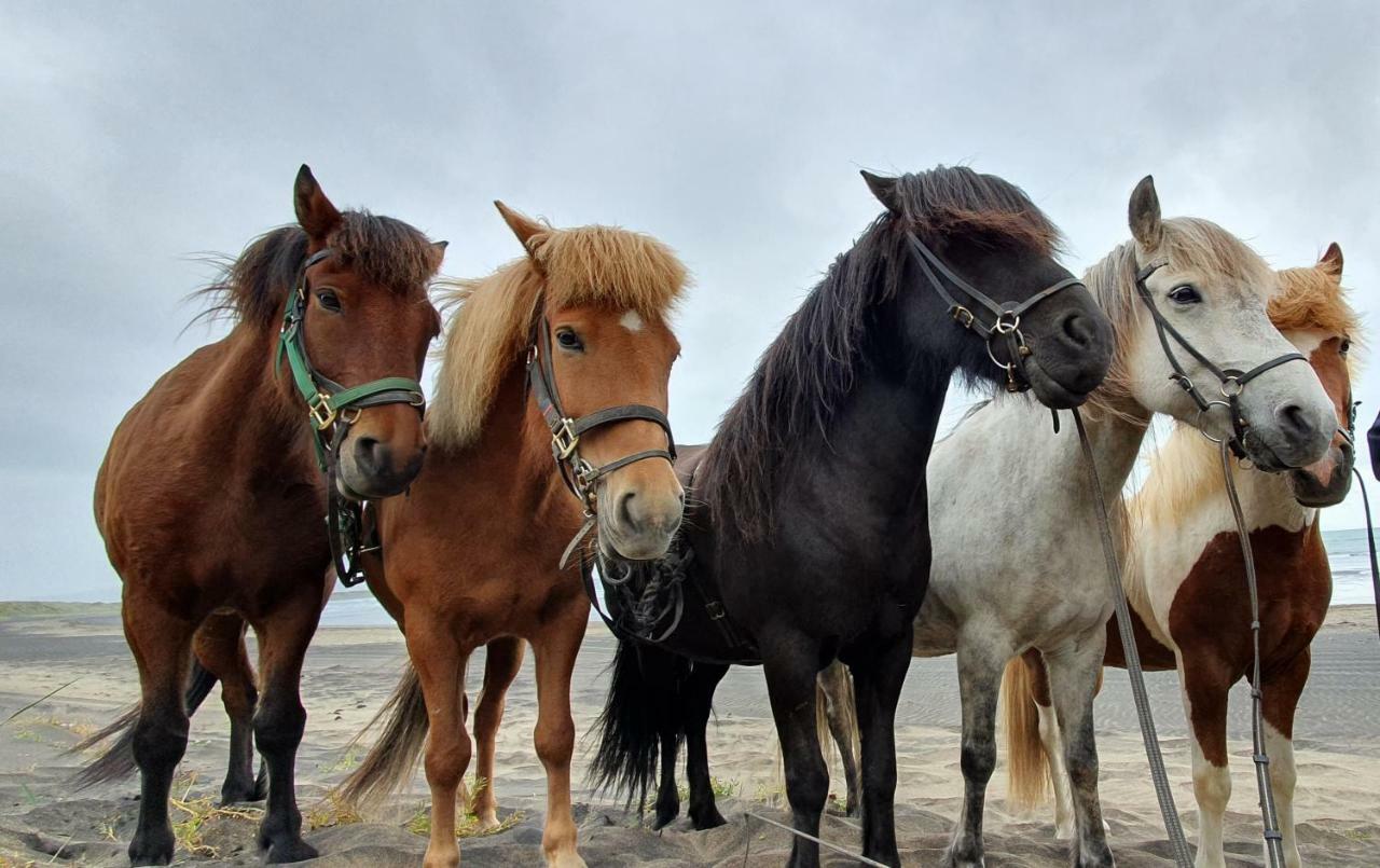 Cora's House & Horses Farm stay